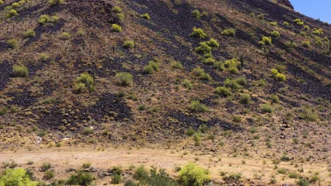 Aerial-tilt-up-from-desert-dry-wash-to-mountainside-dotted-with-blooming-Palo-Verde-trees,-Scottsdale,-Arizona-Concept:-desert,-blooming-trees,-travel