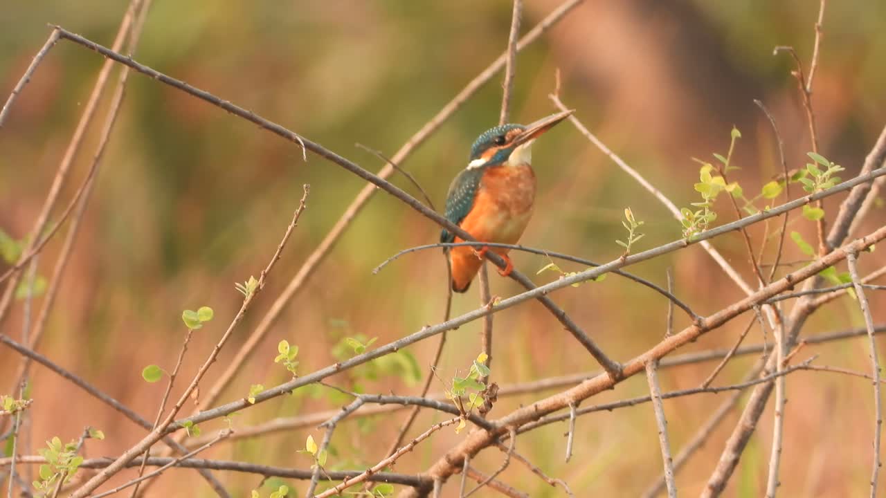 martín pescador esperando orar en el área del estanque ..