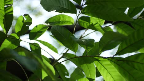 green-leaves-in-the-wind-during-the-day