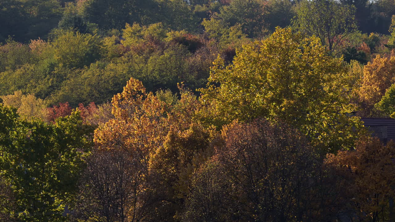 Golden Canopy of Autumn in the Hills