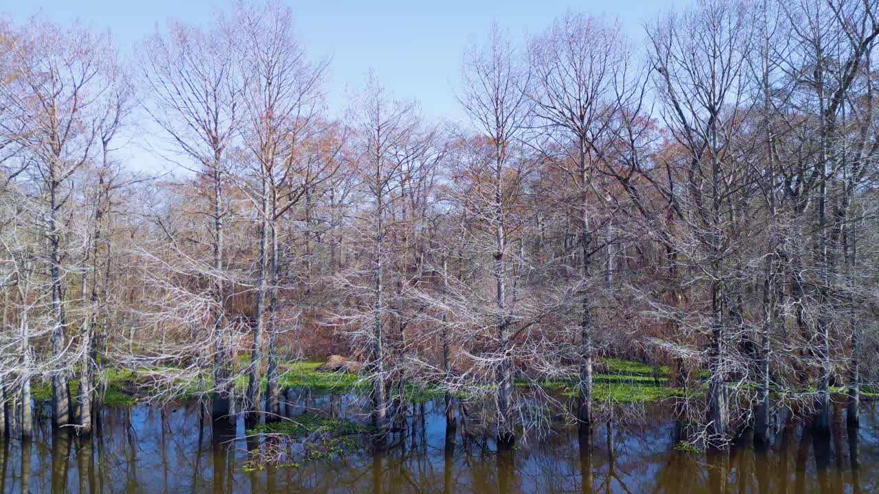 루이지애나 아차팔라야 강 유역의 습지, 신비로운 풍경