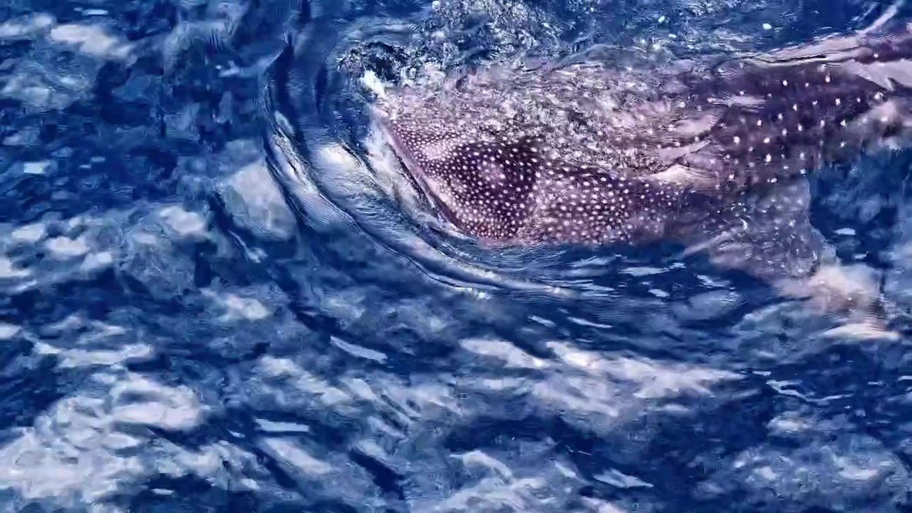 Whale shark with spotted pattern seen from drone in Sogod Bay