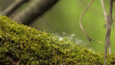 polen de semillas de flores de diente de león blanco en troncos de árboles cubiertos de musgo, hermosa naturaleza, tiro macro