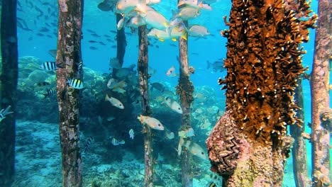 Peces-Tropicales-Escondidos-Debajo-De-Un-Embarcadero