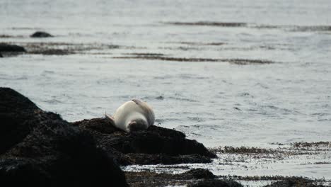 Robbe-Schläft-Auf-Dem-Felsen-An-Der-Küste-Von-Ytri-Tunga-Beach-Auf-Der-Halbinsel-Snaefellsnes,-Island