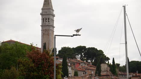 Cerca-De-La-Iglesia-De-Santa-Eufemia-Una-Gaviota-Patiamarilla-Vuela-Y-Se-Detiene