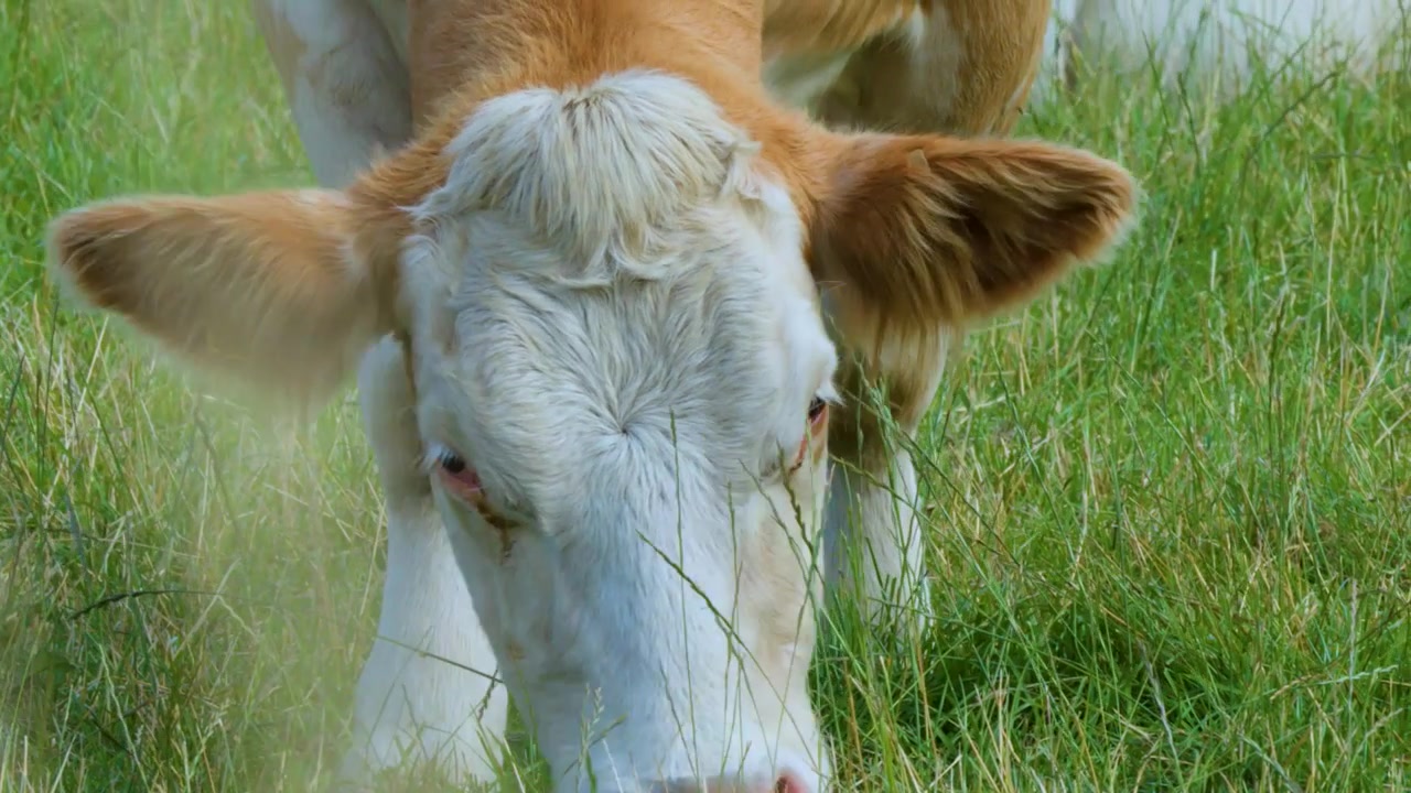 Una vista ravvicinata di una mucca marrone e bianca che mangia erba in un campo verde