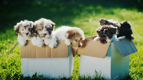 lindos cachorros en cajas de carton