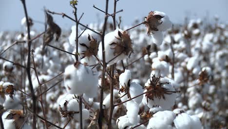 El-Negocio-Algodonero-Brasileño,-Importante-Componente-Del-Sector-Agrícola.