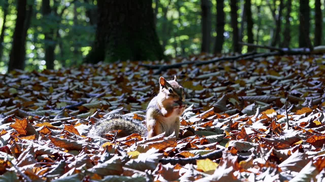 Frøperspektiv af et jordegern midt i efterårsblade i en skov, der fanger et fredfyldt øjeblik i naturen