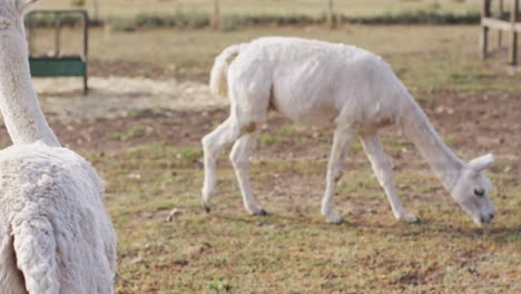 Close-up-of-white-lamas-and-horses-at-farm,-slow-motion