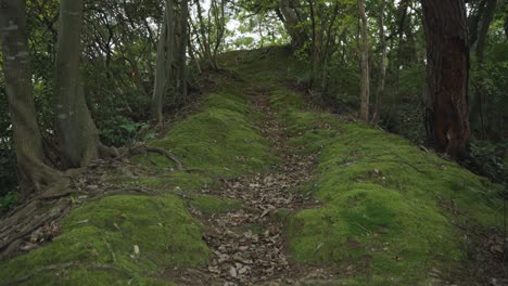 camino cubierto de musgo a través de la escena del bosque en ine cho, kyoto rural japón