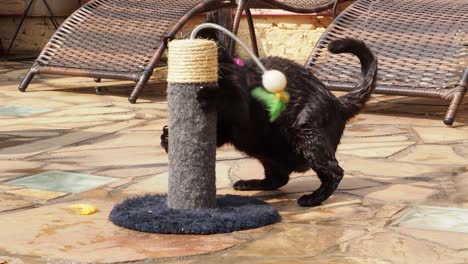 black cat playing rough with a cat toy