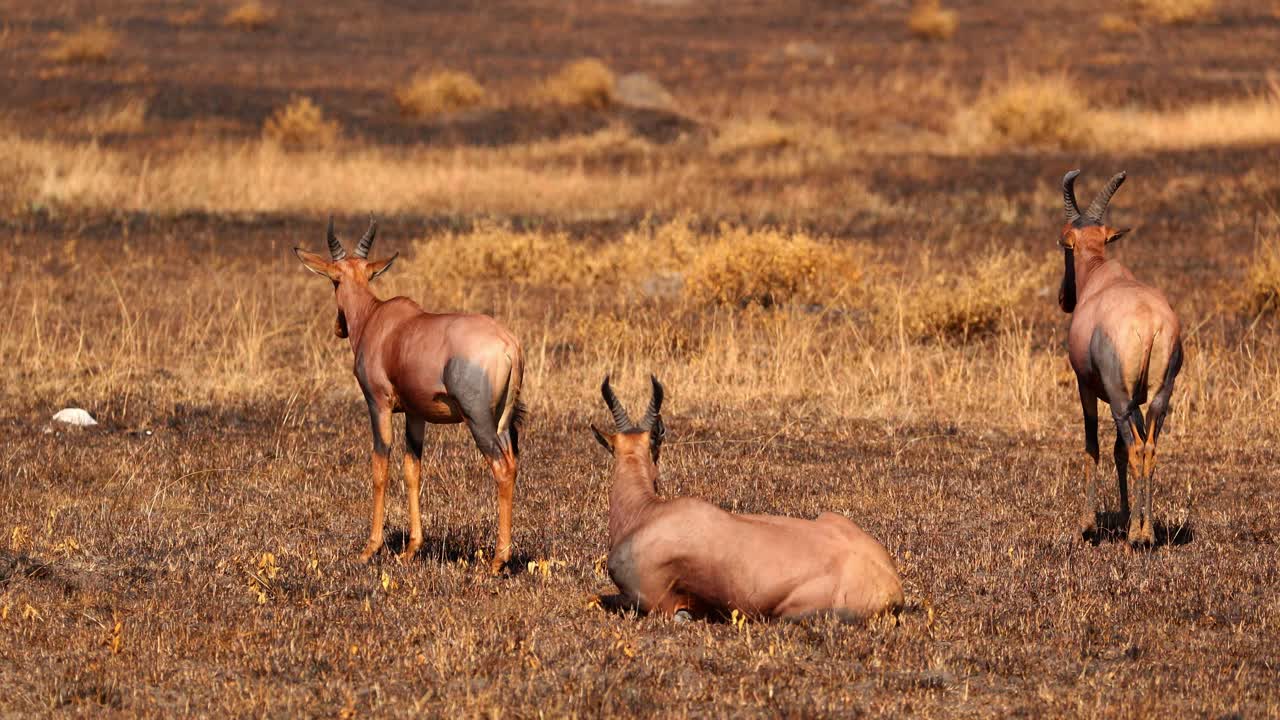 los antílopes topi en la sabana en la reserva nacional de masai mara, kenya
