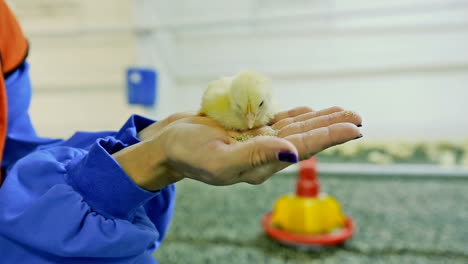 yellow spring chick in farmer hands