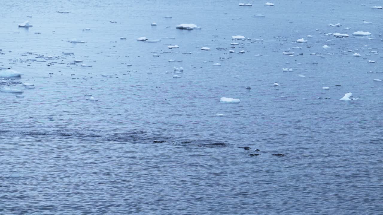 북극의 빙판과 물