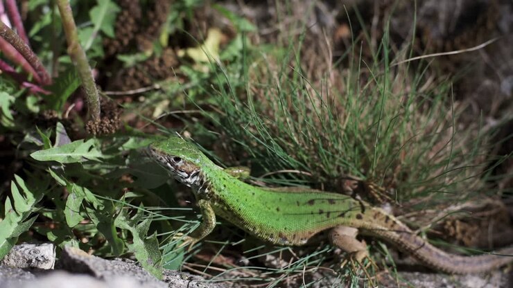 Close up of an european green lizard standing still in greenery then running away fast