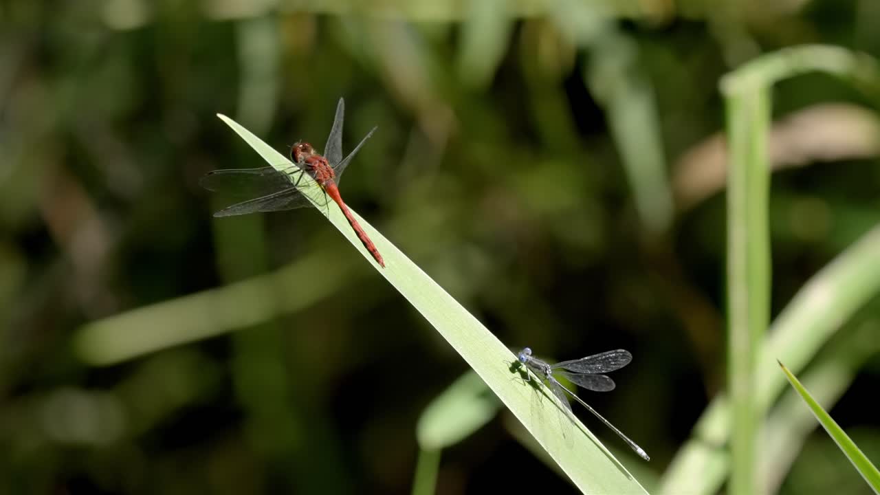 Red dragonfly flies past a small blue damselfly resting on a green leaf