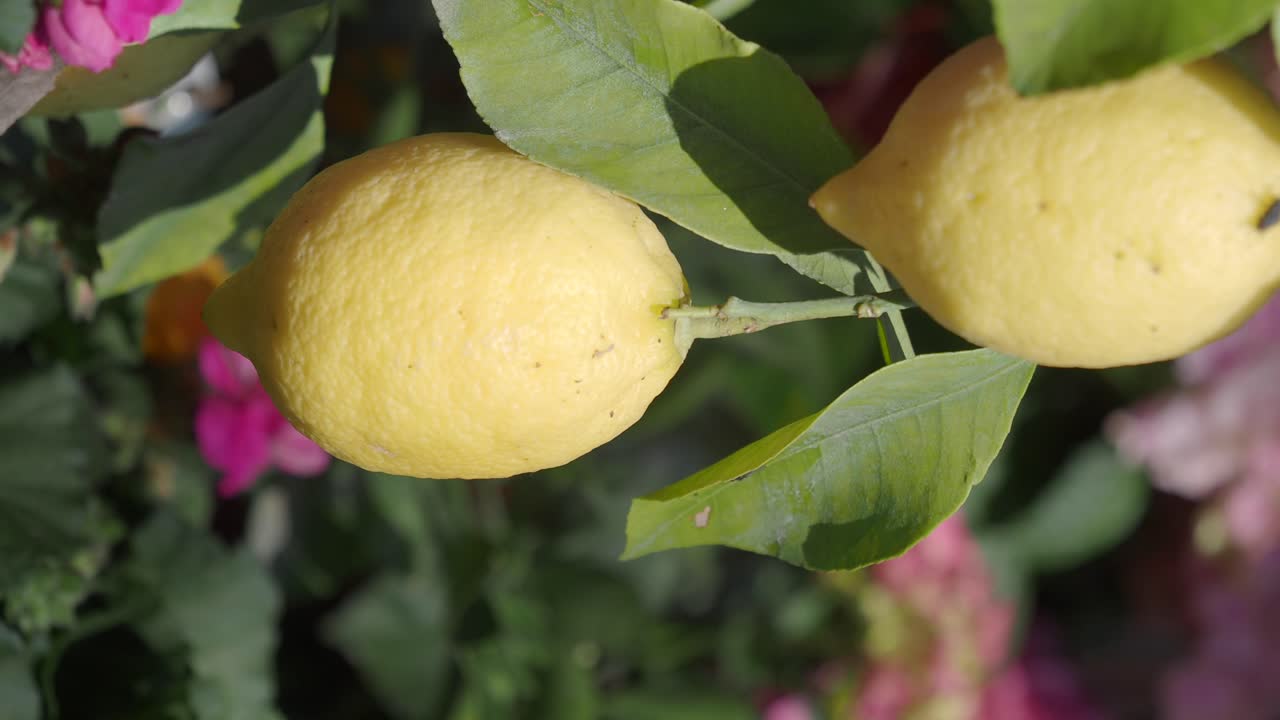 나무에 있는 레몬