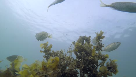 Fish-interacting-with-a-seahorse-that-is-balancing-on-a-piece-of-seaweed-at-60fps