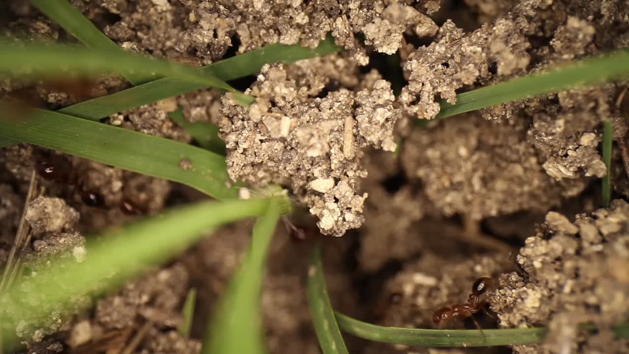 toma estática de arriba hacia abajo de un montículo de hormigas de fuego perturbado, muchas briznas de hierba sobresaliendo de la tierra