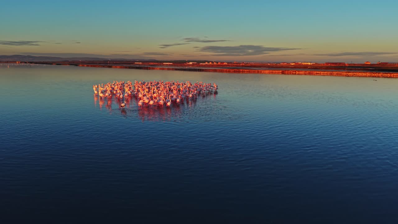 Flamingos gather in water during sunset in a natural setting