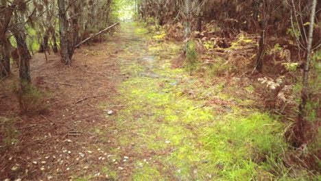 Luftaufnahme-Eines-Dollys-Im-Wald,-Der-Durch-Äste-Fliegt,-Frankreich