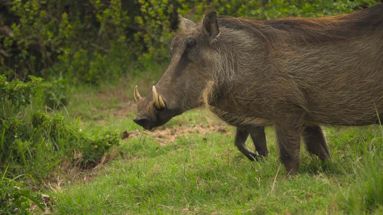 foto de perfil de jabalíes pastando en las praderas del parque nacional addo, sudáfrica