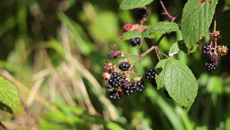 ripe blackberries on a sunny day