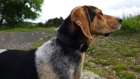 Long-Faced-Hound-Observes-and-Listens-Attentively-in-the-Mountains,-Ready-to-Sniff-Out-Trails-with-Keen-Senses