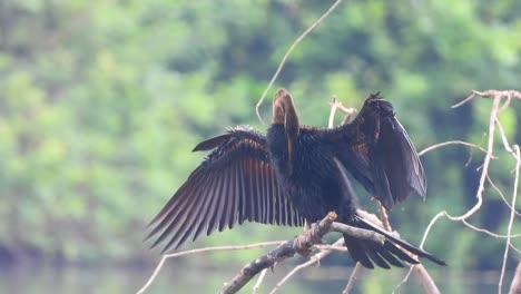 anhinga in pond just chilling uhd mp4 4k