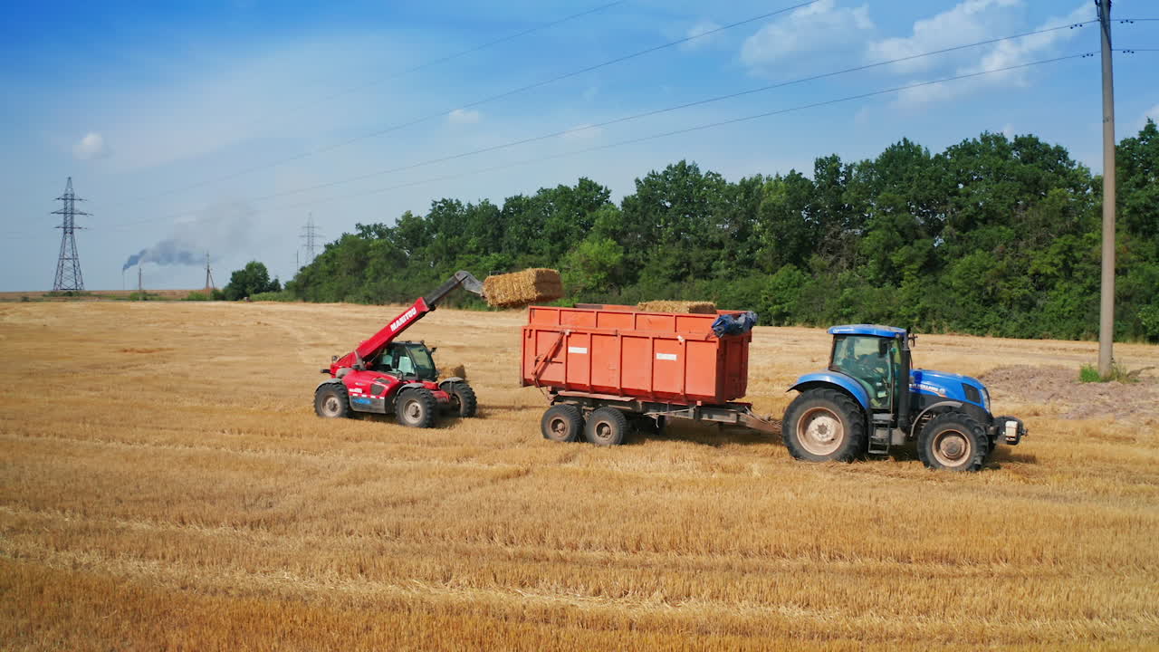 Little but powerful skid loader carries big hay bale to put it on the tractor. Process of gathering straw in the field. Green trees backdrop.
