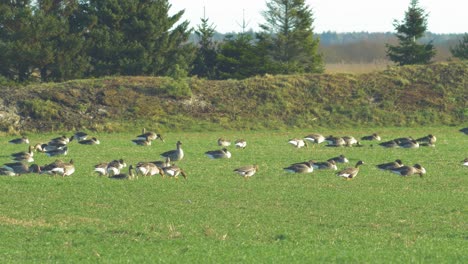 beautiful large flock of greylag goose breeding in the green agricultural field northern europe during migration season, sunny spring day, distant medium shot