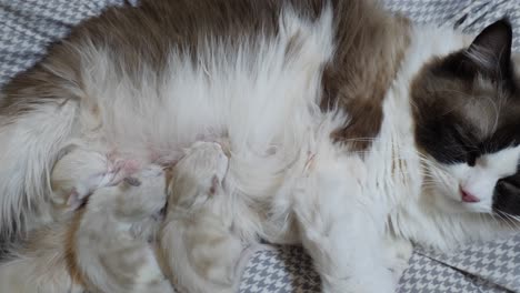 Family-of-kittens-and-mom--ragdoll-new-born-babies-feeding-on-breast-milk