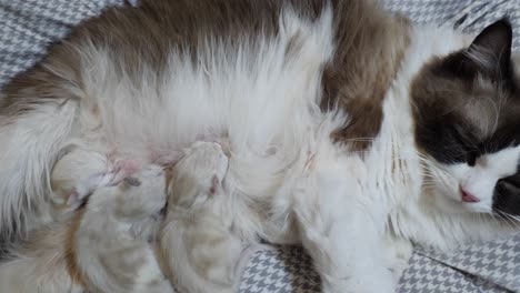 family of kittens and mom- ragdoll new born babies feeding on breast milk