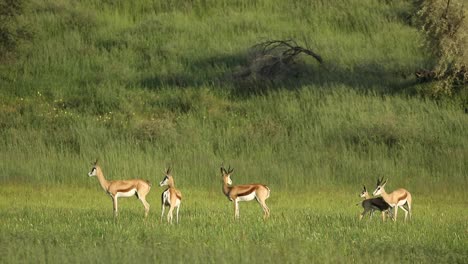 Plano-General-Extremo-De-Una-Pequeña-Manada-De-Gacelas-De-Pie-Con-Sus-Terneros-En-El-Paisaje-Verde-Del-Parque-Transfronterizo-Kgalagadi