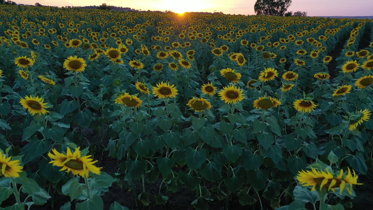toma de drones de campos de girasoles durante la puesta de sol