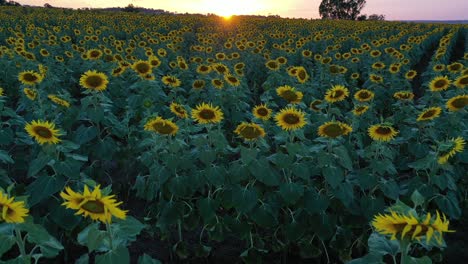 drone shot of sunflower fields during sunset