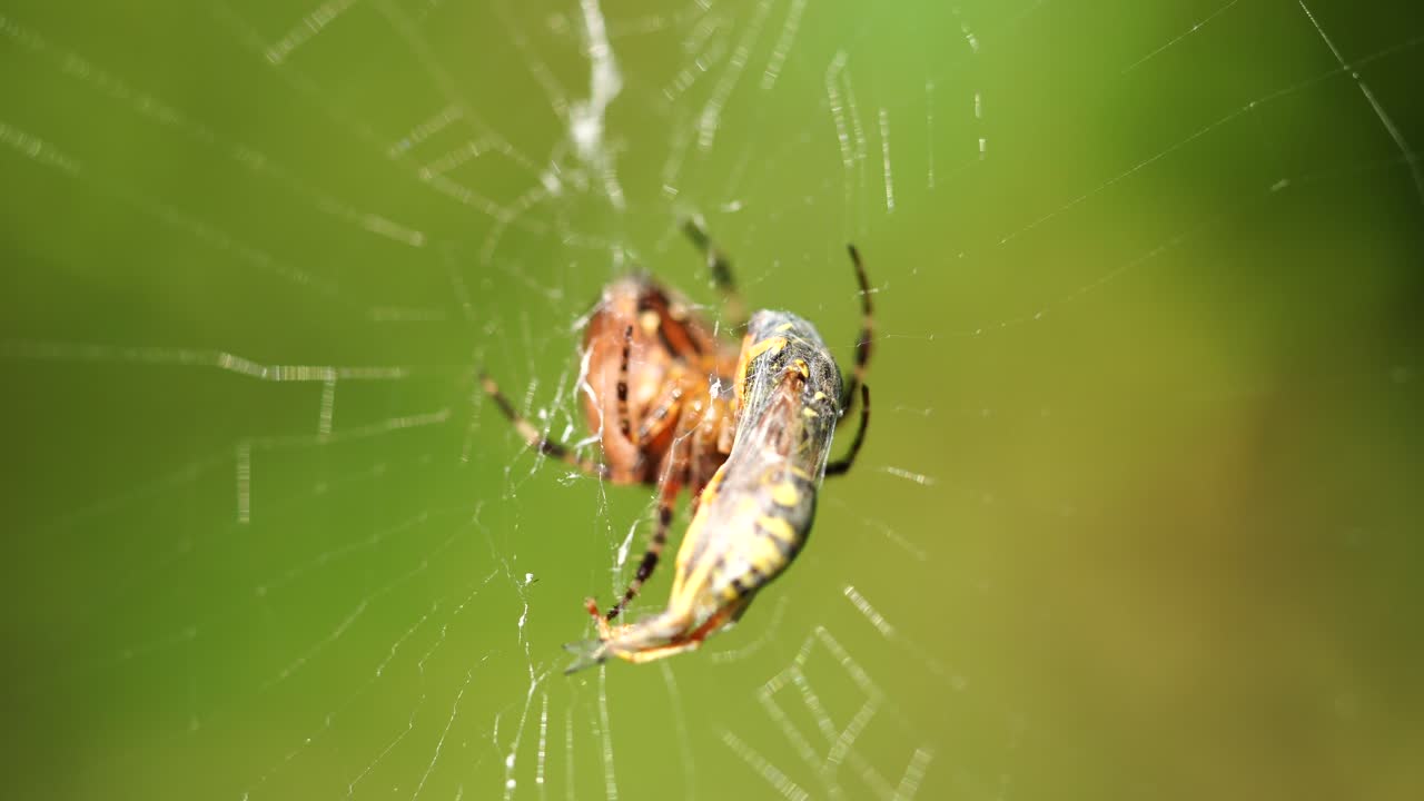 큰 십자가 거미가 거미줄에서 말벌을 잡아서 지금 회전시키고 있습니다.