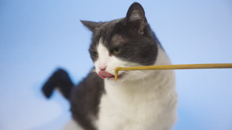 grey and white belly cat munching on a treat against a serene blue background, medium close up, static