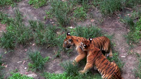 Cachorros-De-Tigre-Luchando-Juntos-En-La-Hierba