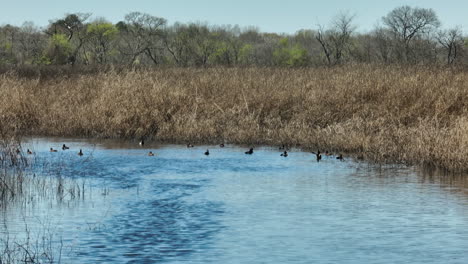 ducks and geese on wetland in bell slough wildlife management area in arkansas, usa