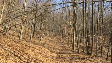 Walking-on-a-forest-road,-early-spring-season