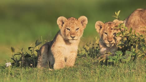 Young-Baby-Animals-Shot-of-Lion-Cubs-in-Serengeti,-Low-Angle-Eye-Level-Shot-of-Lions-Cub-in-Tanzania-in-Africa-on-African-Wildlife-Safari,-Close-Up-Portrait-of-Cute-Baby-Lion-Cub-in-Beautiful-Light