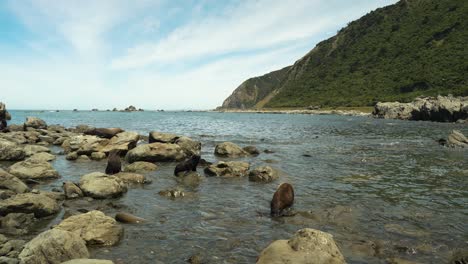 Robbenkolonie-Sonnt-Sich-Am-Wasserrand-Auf-Großen-Felsen-In-Kaikoura,-Neuseeland