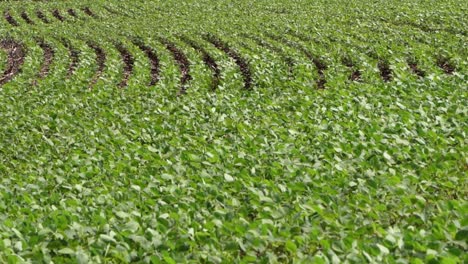 soy plant field, beautiful green static shot