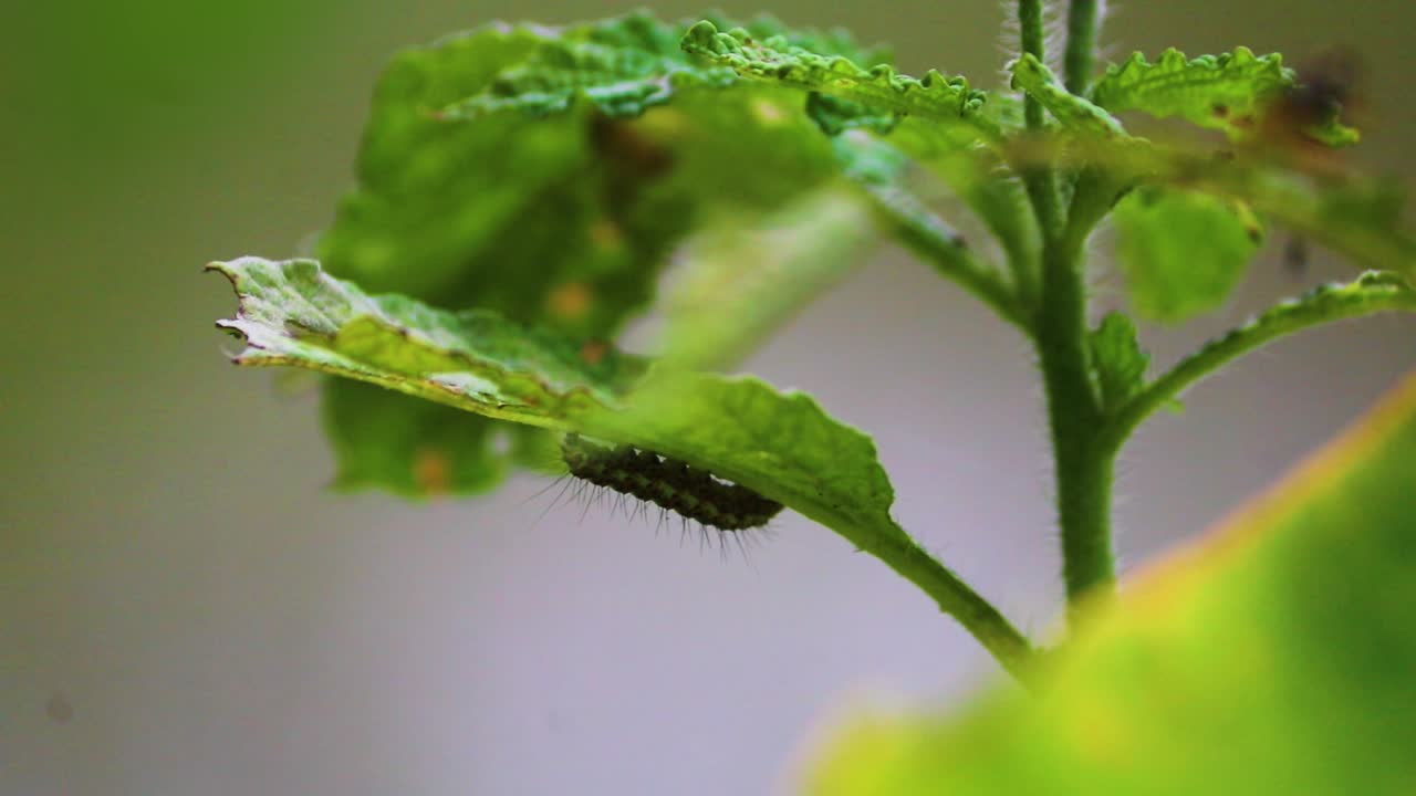 A Macro shot of a black caterpillar hanging from a leafy plant