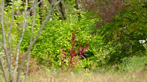 cute tiny bird flying in to land on red plant to find food before flying out of frame again