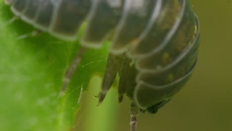 Makroaufnahme-Von-Armadillidium-Vulgare,-Das-Im-Garten-Blätter-Frisst