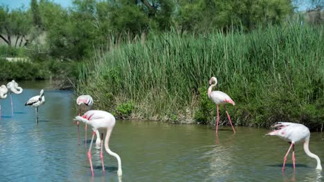 Flamencos-Carmargue-47